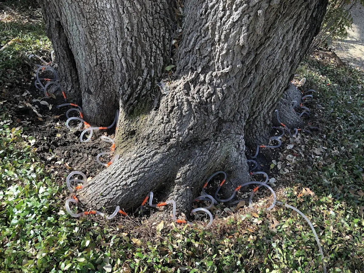 Detailed Tree Cabling and Bracing job site in Harborside