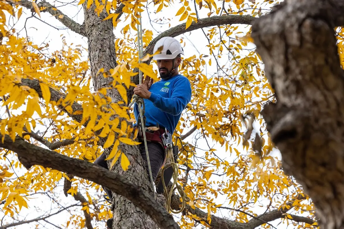 Skilled Emergency Tree Service crew working in Harborside
